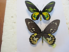 ornithoptera for sale  Shipping to South Africa