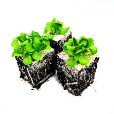 Feldsalat jungpflanzen 6er gebraucht kaufen  Straelen