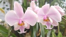 Rare phalaenopsis schilleriana for sale  HALSTEAD