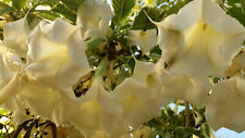 Variegated maya brugmansia for sale  Shipping to Ireland