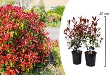 New photinia fraseri for sale  DUDLEY