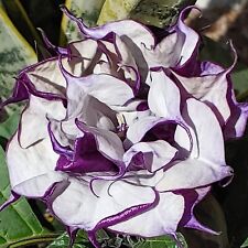Trompeta de ángel, semilla de flor púrpura doble, 25 frescas - EE. UU. segunda mano  Embacar hacia Argentina