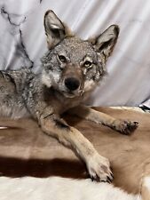 Super cute coyote for sale  Spokane