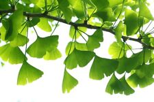 Samen fächerblattbaum ginkgo gebraucht kaufen  Frammersbach