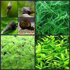 Live plants snail for sale  CREDITON