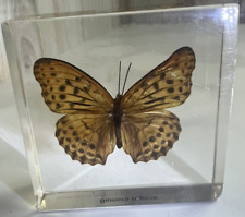 Butterfly specimen acrylic for sale  Albuquerque