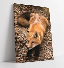 Fox large canvas for sale  LONDONDERRY