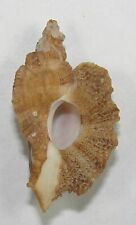 MUREX MACROPTERA 41.85mm SUPER CHOICE SPECIMEN Point Loma, San Diego, California for sale  Shipping to South Africa