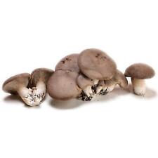 Pani funghi pleurotus usato  Altamura