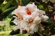 Rhododendron golden torch for sale  HARLOW