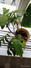 Philodendron mayoi traumhafter gebraucht kaufen  Lindau (Bodensee)