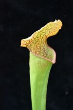 pitcher plants sarracenia for sale  Colorado Springs