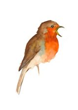 Robin original watercolour for sale  THORNTON-CLEVELEYS