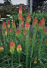 Kniphofia fire dance for sale  GAINSBOROUGH