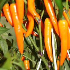 Bulgarian carrot rangefarbener gebraucht kaufen  Bayreuth