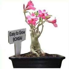 adenium bonsai for sale  CRIEFF