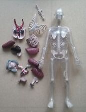 Kit anatomie corps d'occasion  Pau