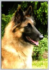 Postcard belgian shepherd for sale  Wynantskill