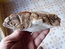 Poisson fossilise maroc d'occasion  Camon