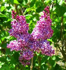 Lilac syringa sensation for sale  MARCH