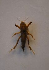 Mole cricket florida for sale  CHORLEY