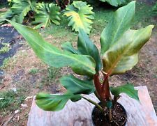 Philodendron orange marmalade for sale  Hollywood