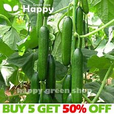 Vegetable cucumber seeds for sale  DONCASTER
