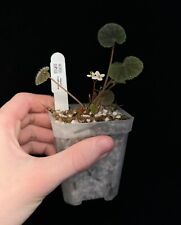 Begonia hoehneana rare for sale  ANDOVER