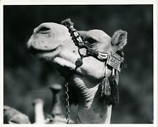 Camel chameau ch d'occasion  Ballon