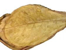 Leaves catappa maintains for sale  Shipping to Ireland
