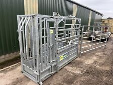 Iae crusader cattle for sale  STOKE-ON-TRENT