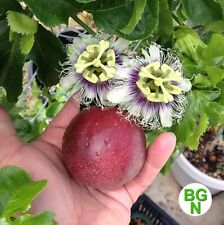 Passiflora edulis red for sale  San Diego