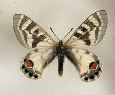 PARNASSIUS CHARLTONIUS DECKERTI*****male Nr.1***INDIA for sale  Shipping to South Africa