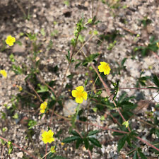 Blutwurz tormentill potentilla gebraucht kaufen  Bayreuth