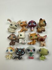 lps chihuahua for sale  Pittsburgh