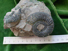 Rthosphinctes ammonit gräfenb gebraucht kaufen  Langenzenn