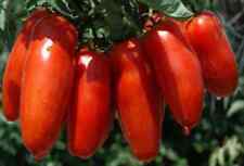San marzano seeds for sale  Manitowoc