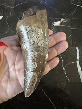 dinosaur tooth for sale  Miles City