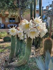Cactus à fleurs géantes - Echinopsis  schickendantzii - H. 18/20 cm. d'occasion  Mèze