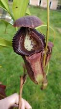 Nepenthes izumiae trusmadiensi for sale  Shipping to Ireland
