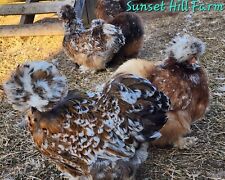Silkie hatching eggs for sale  Parrish