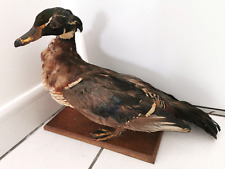 Taxidermie canard socle d'occasion  Cusset