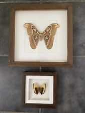 Pair pinned butterflies for sale  BUDLEIGH SALTERTON