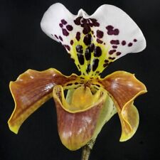 Paphiopedilum american pot for sale  SOUTHAMPTON