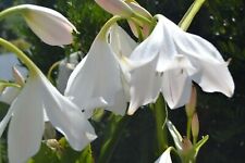 Crinum Lily, African Queen, bulbe de petite taille, used for sale  Shipping to South Africa