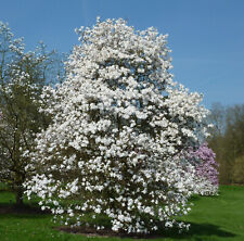 Magnolia stellata magnolia usato  Torino