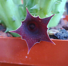 Unrooted huernia keniensis for sale  Shipping to United Kingdom