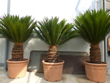 Mega palmfarn 150 gebraucht kaufen  Goch