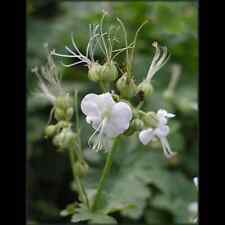 Geranium cantabrigiense harz gebraucht kaufen  Deutschland