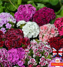 Sweet william 100 for sale  UK